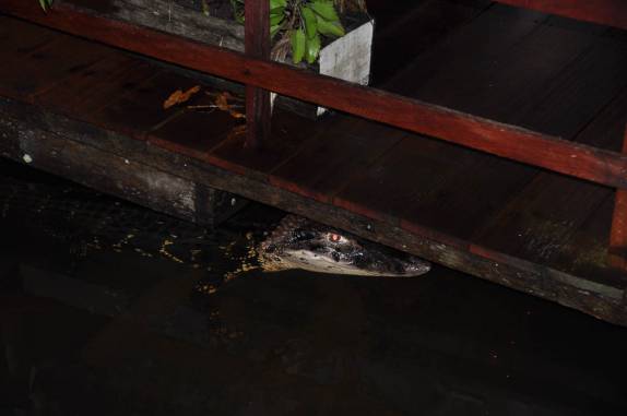 De noire, um jacaré descansa sob uma das construções da Pousada Uacari, na Reserva do Mamirauá, região de Tefé, no Amazonas